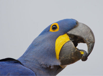 Greeting Card (photo) | Hyacinth Macaw
