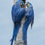 Greeting Card (photo) | Hyacinth Macaws