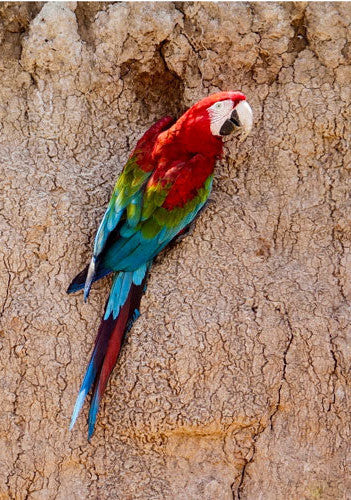 Greeting Card (photo) | Red-and-green Macaw
