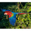 Greeting Card (photo) | Scarlet Macaw (1)