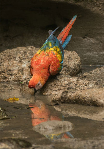 Greeting Card (photo) | Scarlet Macaw (2)