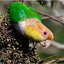 Greeting Card (photo) | White-bellied Parrot